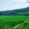 Sawah yang subur Royalty Free Stock Photo