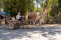 Sawai Madhopur, India - March 7, 2020: Indian man gets pulled by a cart with a camel along hte side of the road