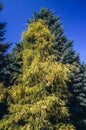 Sawara cypress tree Royalty Free Stock Photo