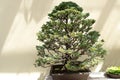Miniature tree of sawara false cypress bonsai