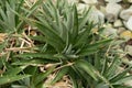 Sawblade or Dyckia Brevifolia plant in Saint Gallen in Switzerland