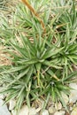 Sawblade or Dyckia Brevifolia plant in Saint Gallen in Switzerland