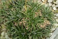 Sawblade or Dyckia Brevifolia plant in Saint Gallen in Switzerland