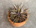 Sawblade dykia plant high angle view