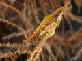 Sawblade shrimp Royalty Free Stock Photo