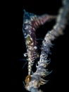 Sawblade Shrimp - Tozeuma armatum