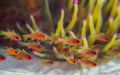 Sawcheek cardinalfish, Apogon quadrisquamatus. CuraÃÂ§ao, Lesser Antilles, Caribbean