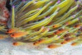 Sawcheek cardinalfish, Apogon quadrisquamatus. CuraÃÂ§ao, Lesser Antilles, Caribbean