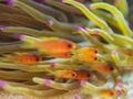 Sawcheek cardinalfish, Apogon quadrisquamatus. CuraÃÂ§ao, Lesser Antilles, Caribbean