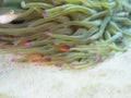 Sawcheek cardinalfish, Apogon quadrisquamatus. CuraÃÂ§ao, Lesser Antilles, Caribbean