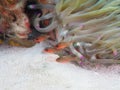 Sawcheek cardinalfish, Apogon quadrisquamatus. CuraÃÂ§ao, Lesser Antilles, Caribbean