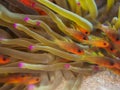 Sawcheek cardinalfish, Apogon quadrisquamatus. CuraÃÂ§ao, Lesser Antilles, Caribbean