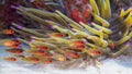 Sawcheek cardinalfish, Apogon quadrisquamatus. CuraÃÂ§ao, Lesser Antilles, Caribbean