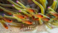 Sawcheek cardinalfish, Apogon quadrisquamatus. CuraÃÂ§ao, Lesser Antilles, Caribbean