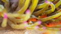 Sawcheek cardinalfish, Apogon quadrisquamatus. CuraÃÂ§ao, Lesser Antilles, Caribbean