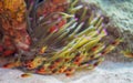 Sawcheek cardinalfish, Apogon quadrisquamatus. CuraÃÂ§ao, Lesser Antilles, Caribbean