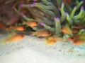 Sawcheek cardinalfish, Apogon quadrisquamatus. CuraÃÂ§ao, Lesser Antilles, Caribbean