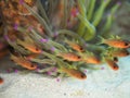 Sawcheek cardinalfish, Apogon quadrisquamatus. CuraÃÂ§ao, Lesser Antilles, Caribbean