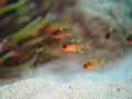 Sawcheek cardinalfish, Apogon quadrisquamatus. CuraÃÂ§ao, Lesser Antilles, Caribbean