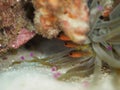 Sawcheek cardinalfish, Apogon quadrisquamatus. CuraÃÂ§ao, Lesser Antilles, Caribbean