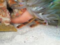 Sawcheek cardinalfish, Apogon quadrisquamatus. CuraÃÂ§ao, Lesser Antilles, Caribbean