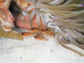 Sawcheek cardinalfish, Apogon quadrisquamatus. CuraÃÂ§ao, Lesser Antilles, Caribbean