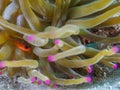 sawcheek cardinalfish, Apogon quadrisquamatus. CuraÃÂ§ao, Lesser Antilles, Caribbean