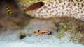 Sawcheek cardinalfish and Famefish. CuraÃÂ§ao, Lesser Antilles, Caribbean