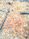 Sawdust and branches from sawn tree on the ground. Wood dust texture background. Sawdust floor texture. Close up background with Royalty Free Stock Photo