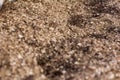 Sawdust and compost compost in the Compost Barn system. Cattle confinement ensured higher productivity and milk quality Royalty Free Stock Photo