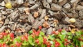 Sawdust for the garden. Texture of tree bark lying on the ground. Background from a tree bark with small red flowers and yellow Royalty Free Stock Photo