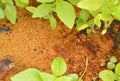 Sawdust and moss on dirt ground