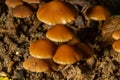 Sawdust, summer sawdust Kuehneromyces lignicola. Edible mushroom. Mushrooms growing on trees Royalty Free Stock Photo
