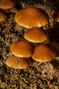 Sawdust, summer sawdust Kuehneromyces lignicola. Edible mushroom. Mushrooms growing on trees Royalty Free Stock Photo