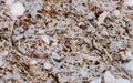 Sawdust and twigs of sawn trees in the snow close-up. Camera moves from botoom to top.