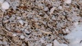 Sawdust and twigs of sawn trees in the snow close-up. Camera moves from botoom to top.