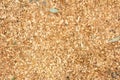 Sawdust or wood dust texture background. Wood sawdust background closeup. Sawdust floor texture. Top view. Saw dust texture, close Royalty Free Stock Photo