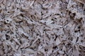 Sawdust and wood shavings background