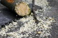 sawed apple tree branch on the background of a hand saw and sawdust in the spring garden