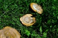 Sawed apple trees lying on the grass