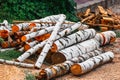 Sawed birch logs. Detail view of woodpile of round firewood on the ground Royalty Free Stock Photo