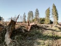 sawed down trees in the Harz Mountains, Germany Royalty Free Stock Photo