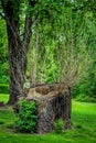 Sawed dry dead old tree trunk with hollow Royalty Free Stock Photo
