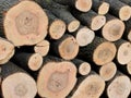 Sawed ends of logs stacked in a timber yard