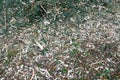 Mulch background. Sawdust with Christmas tree needles in forest. Royalty Free Stock Photo