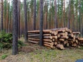 Sawed logs lie in a pine forest in summer. Russia. Siberia. Logging. Forestry. Nature management. Mobile photo