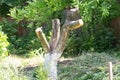 A sawed-off tree in the garden. Gardening concept Royalty Free Stock Photo