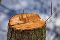 Sawed off tree stump with splinters strikingly exposed and with great depth of field Royalty Free Stock Photo