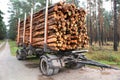 Sawed-off tree trunks in the forest