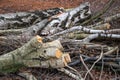 Sawed tree trunks and cut birch tree branches pile. Cross section tree stump. Timber background with birch logs on ground.